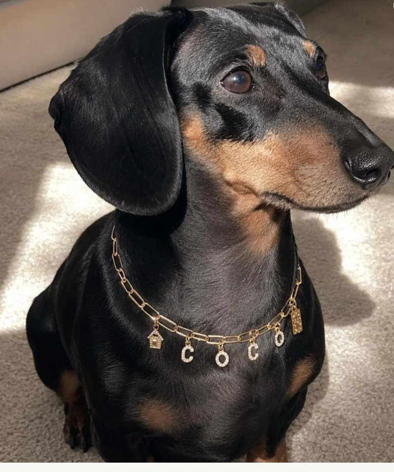 BYO Dog Necklace - Golden Bold — 18K Gold-Plated Bold Chain