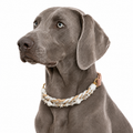 Coastal Glow - Collar Set