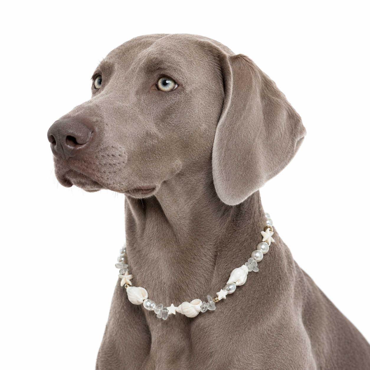 Coastal Glow - Necklace for pet